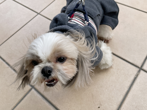 カコの元モデル犬、里親さんと来校♪